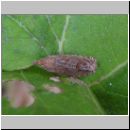 Tortricidae sp - Wickler 02a.jpg